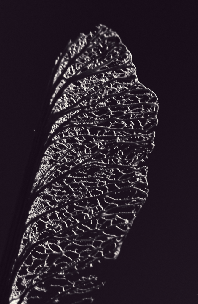 skaermbillede-2024-11-04-kl.-20.24.21-1.png